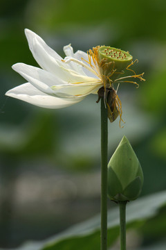 觀賞荷花