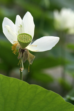 觀賞荷花