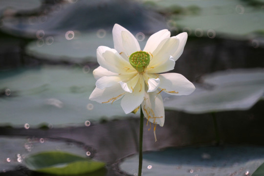 觀賞荷花