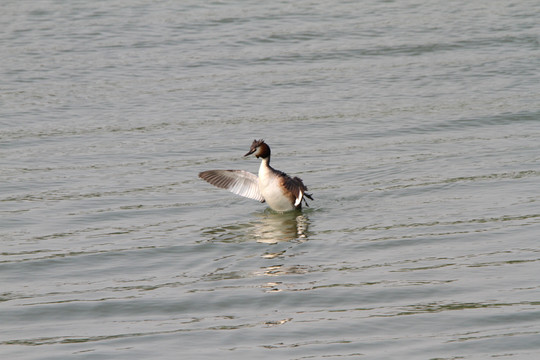 鳳頭??
