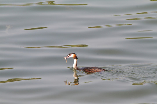 鳳頭??