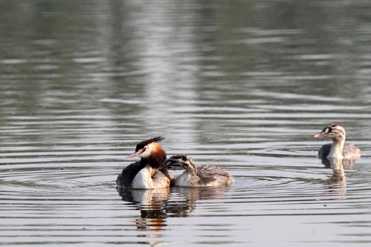 鳳頭??