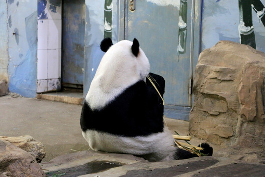 可愛大熊貓背影