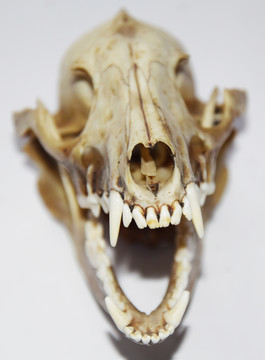 獸頭骨骼工藝品