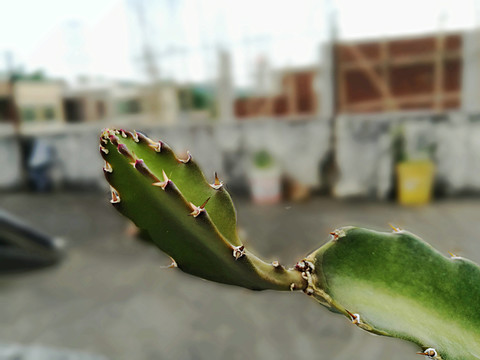 火龍果植物