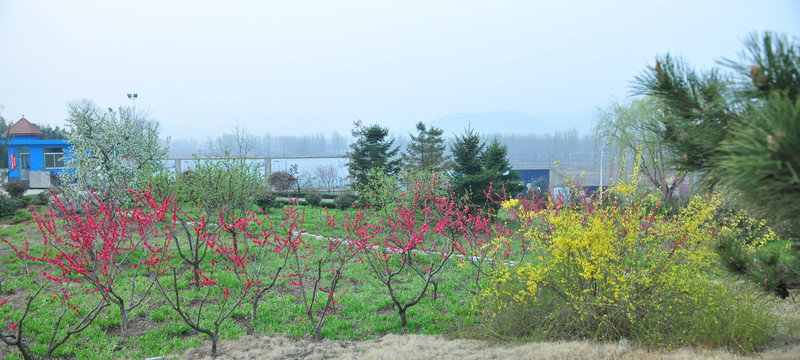公園風(fēng)景  桃花盛開