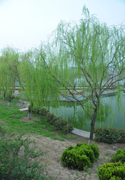 公園風(fēng)景  春天公園