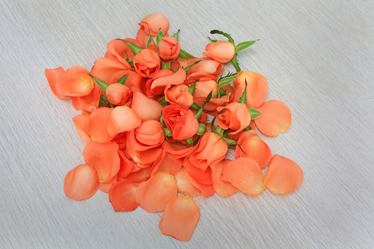 玫瑰花瓣