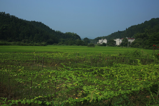 吊瓜地