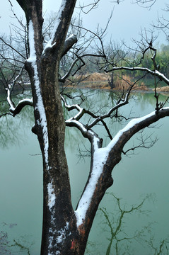 杭州西溪濕地雪景
