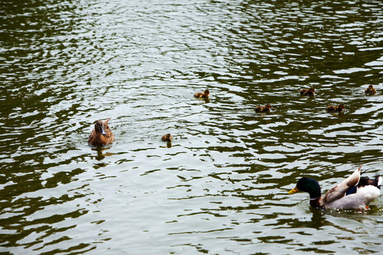 野鴨 飛鳥(niǎo) 鴨子 湖水