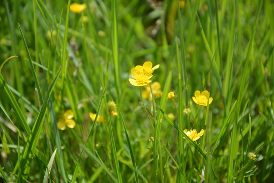 小野花