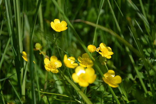 小野花
