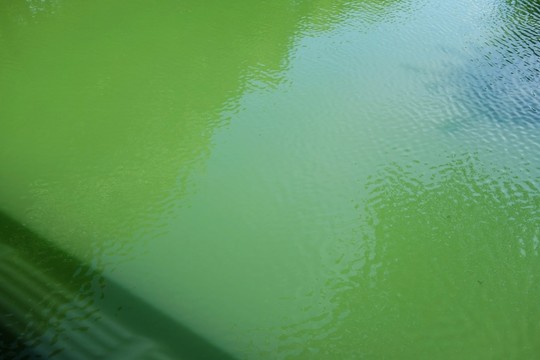 水面波紋 池水