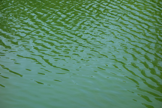 水波紋 綠色
