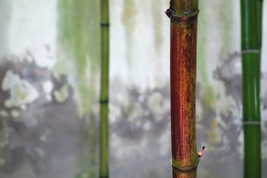庭院翠竹