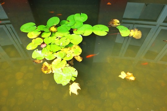 荷花池
