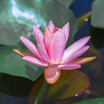 粉蓮