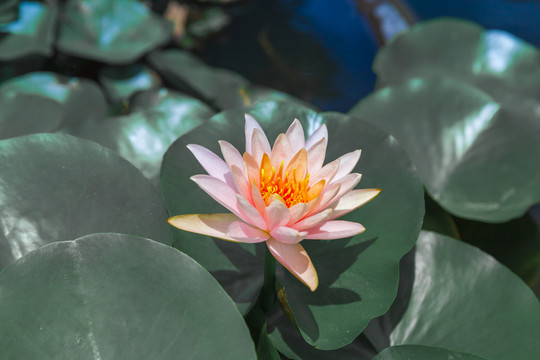 花之君子