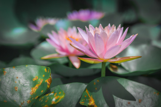 蓮花