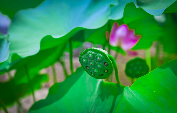 蓮花