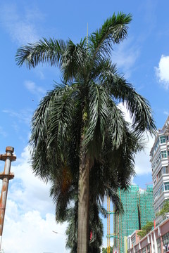棕櫚樹(shù)