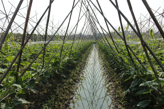 開心農(nóng)場