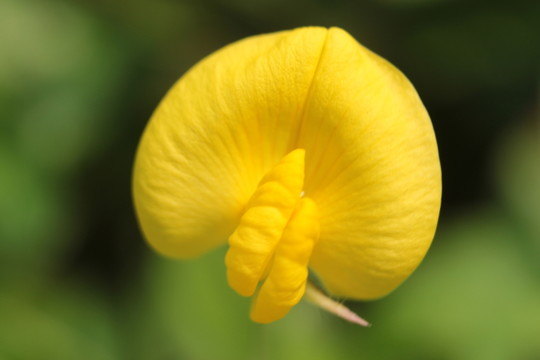 小花
