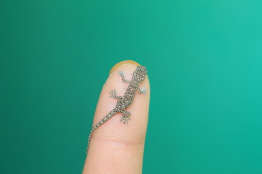 幼小的精靈