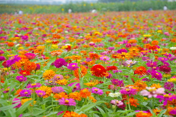 花海