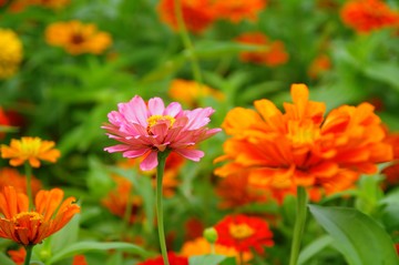 花海