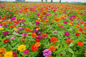 花海