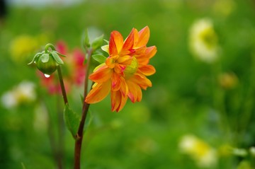 花海