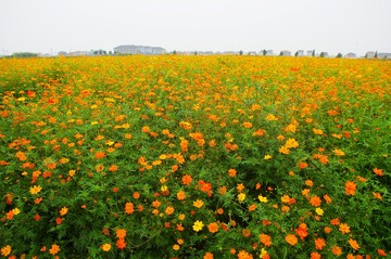 花海