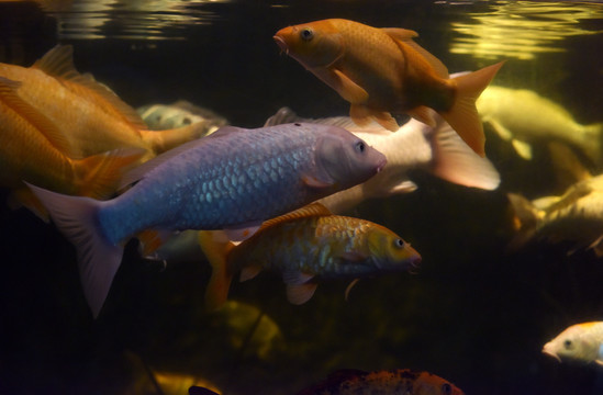 水中的一群金魚