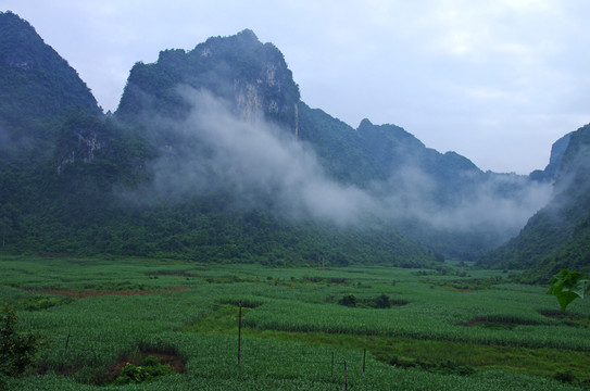 晨霧