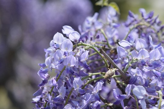 紫羅花