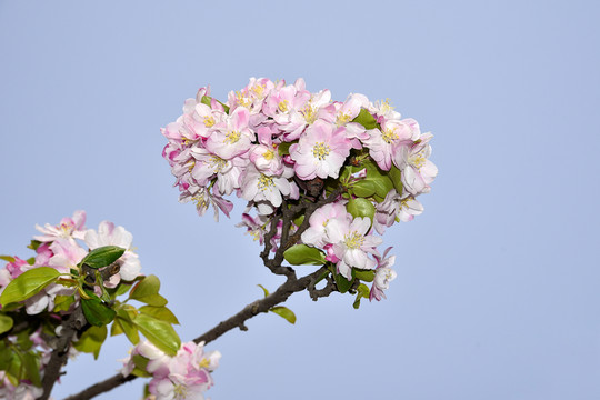 櫻花
