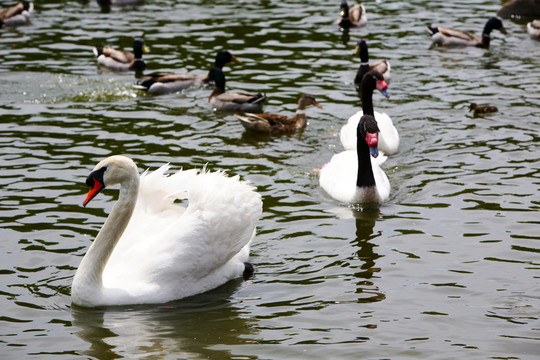 天鵝 戲水 鳥類 動物