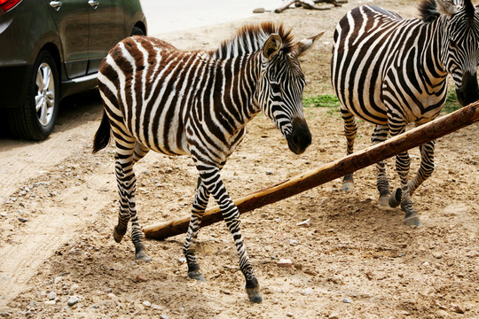 斑馬 野生動(dòng)物園