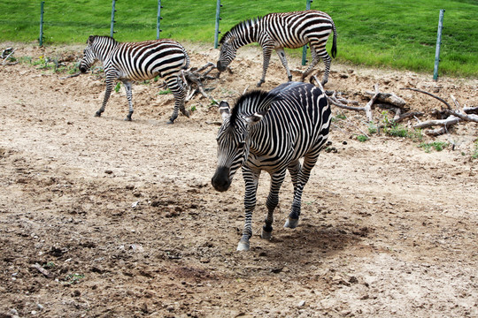 斑馬 野生動物園