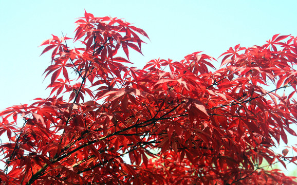 紅葉