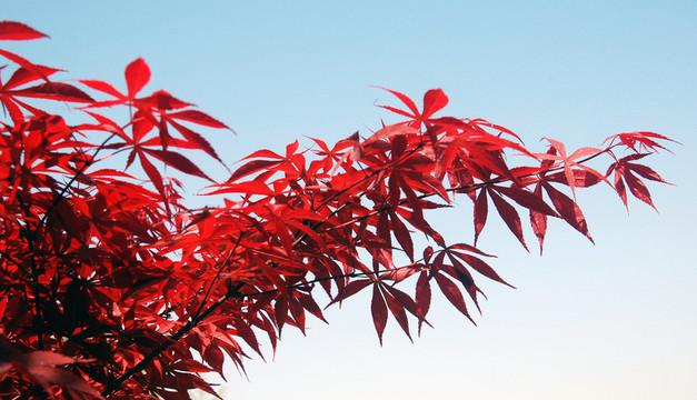 紅葉