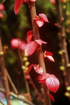 紅葉