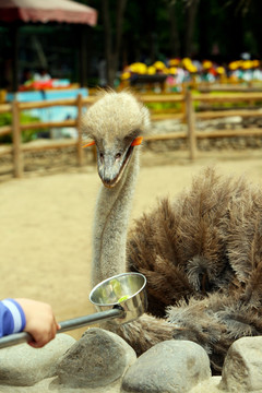 駝鳥 動物