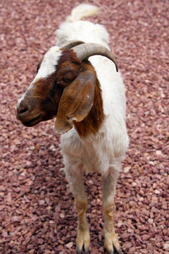 羊 動物