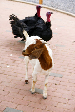 羊 動物