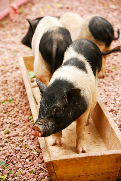 豬 動物