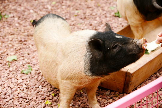豬 動物