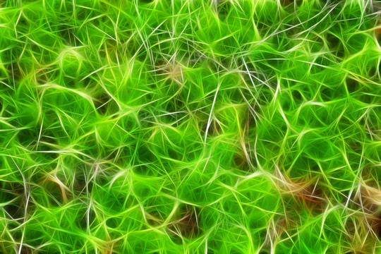 電腦畫 植物紋理